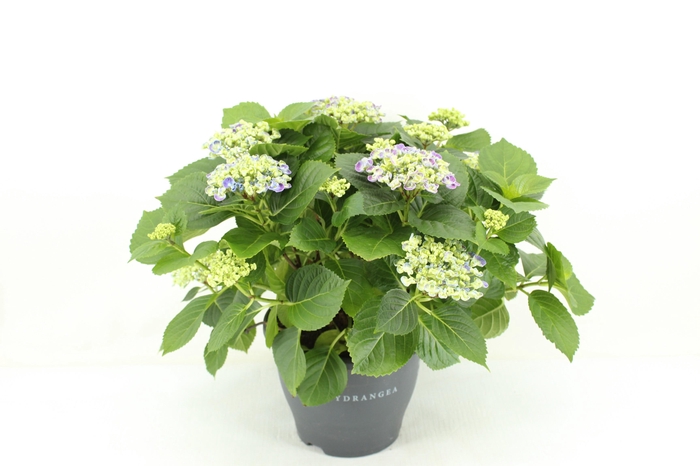 <h4>Hydrangea Curly Wurly blauw</h4>