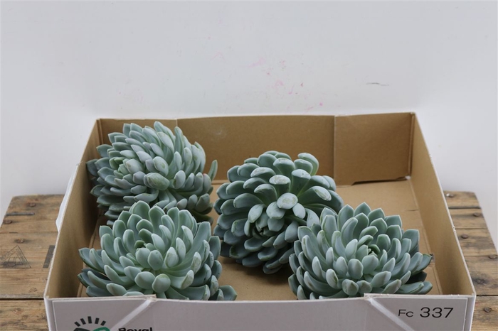 <h4>Echeveria Elegance X4</h4>