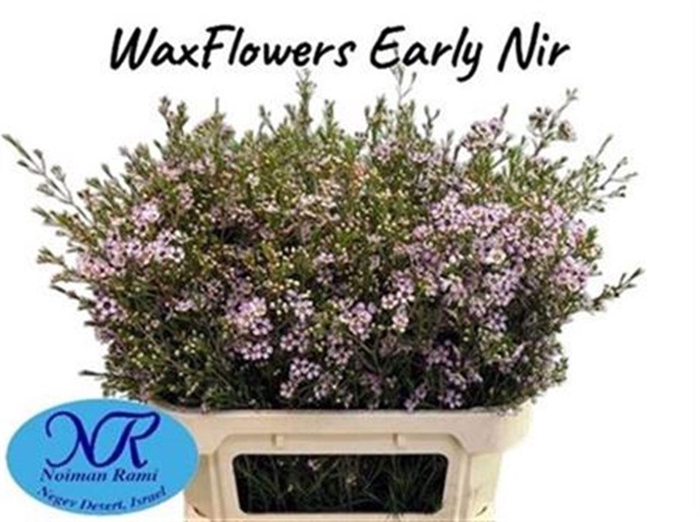 <h4>Chame Un Early Nir</h4>