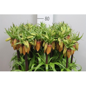 Fritillaria Orange Sweet