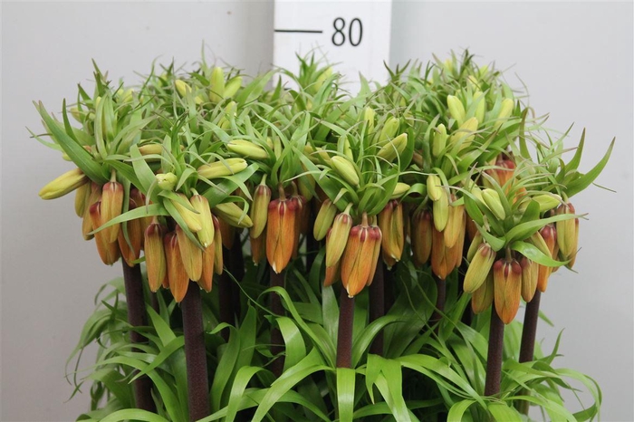 <h4>Fritillaria Orange Sweet</h4>