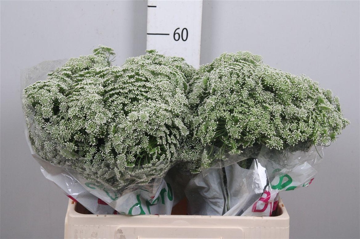 Ammi Vis Casablanca
