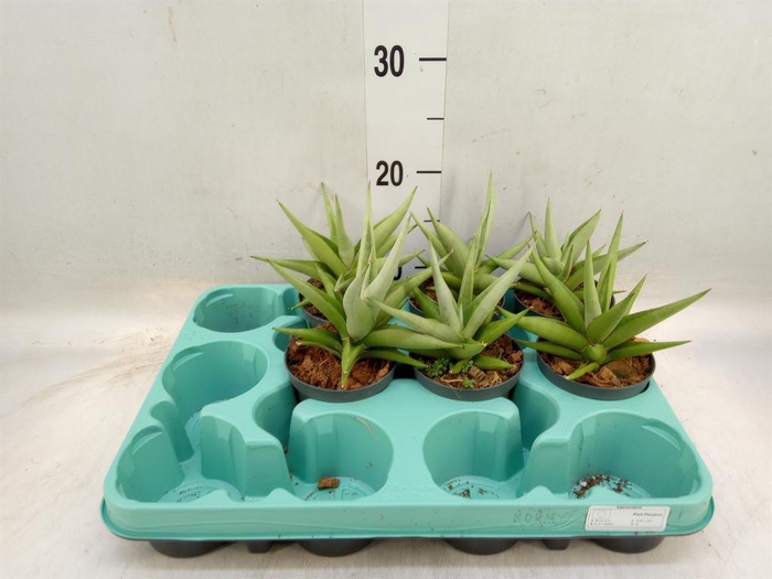 <h4>Sansevieria ...</h4>