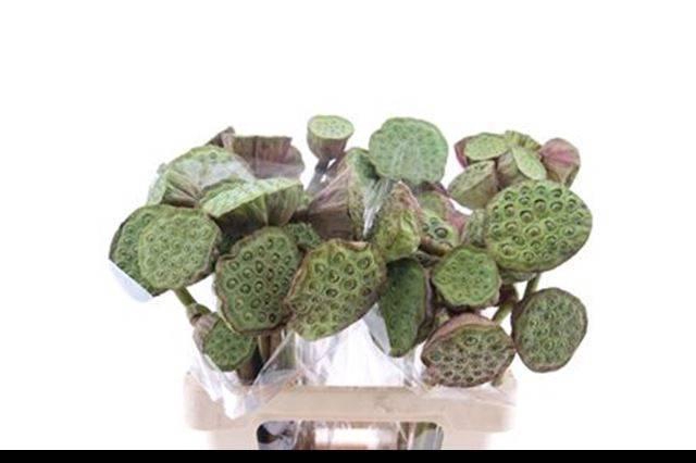 <h4>NELUMBO NUCIFERA</h4>