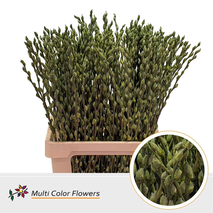 <h4>Salix Snowflake Groen Olijf</h4>