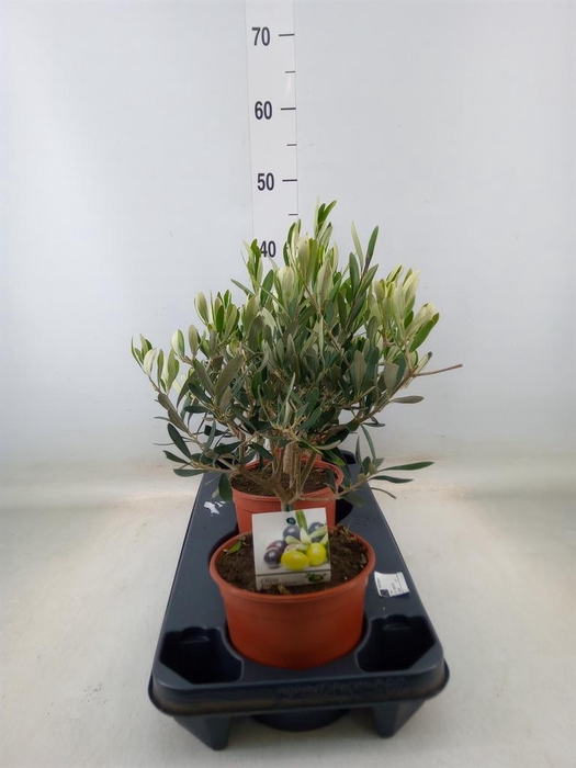 <h4>Olea europaea</h4>