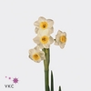 NARCISSUS AVALANCHE 30 GR.