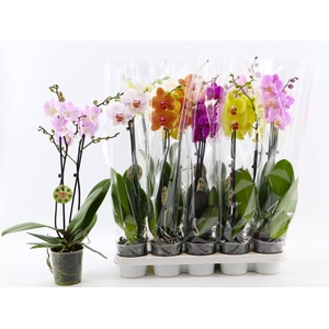 PHAL GEM 8 KL