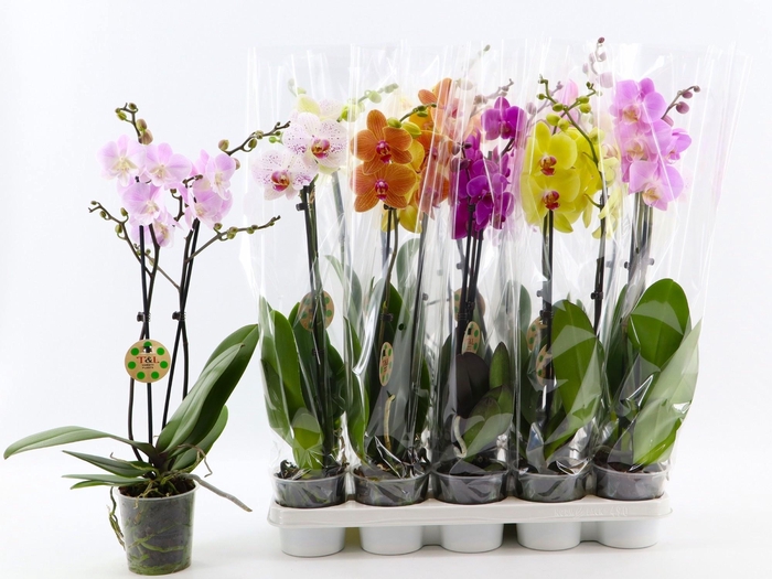 <h4>PHAL GEM 8 KL</h4>