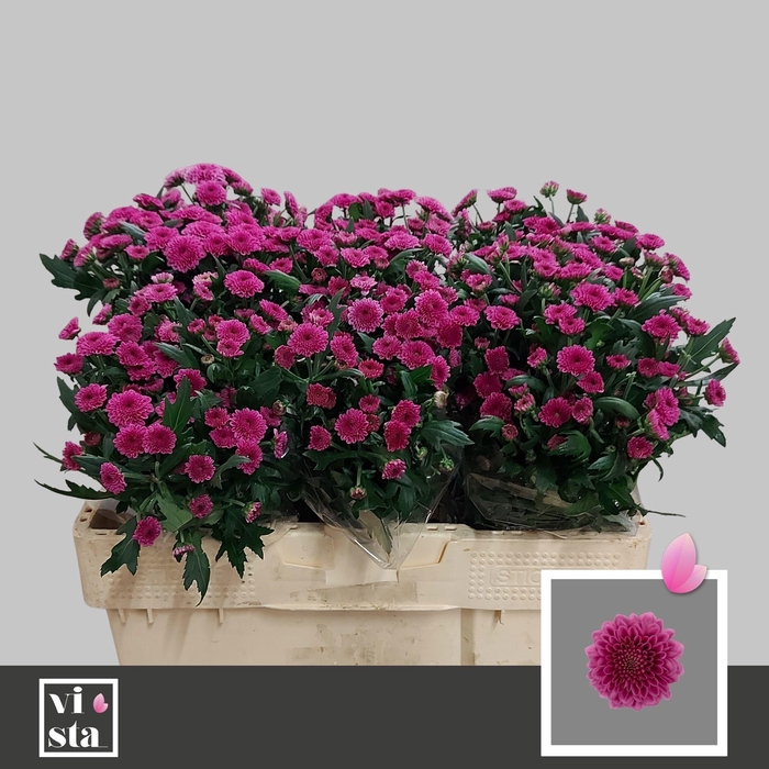 <h4>CHR S KISMO PINK</h4>