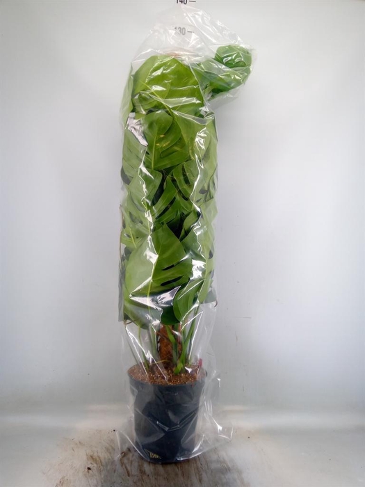 <h4>Monstera pertusum</h4>