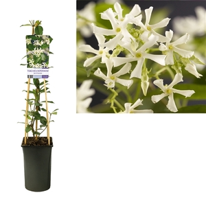 Trachelospermum jasminoides +light label