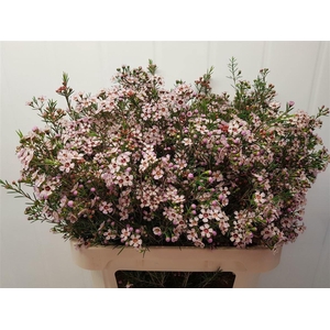 CHAMELAUCIUM 'PINK DREAM'