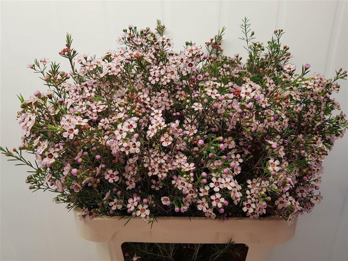 <h4>CHAMELAUCIUM 'PINK DREAM'</h4>