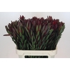 Leucadendron Saf Sunset Dark Red