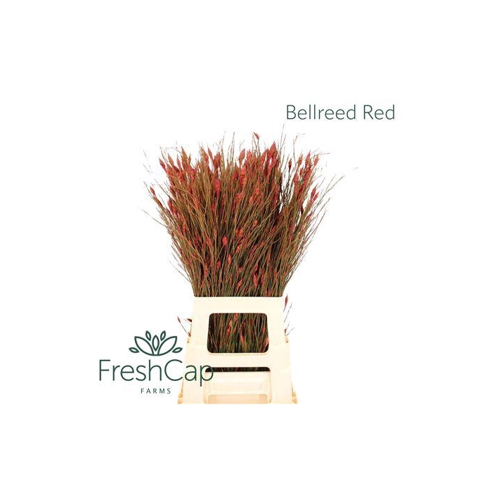 <h4>BELLREED RED</h4>