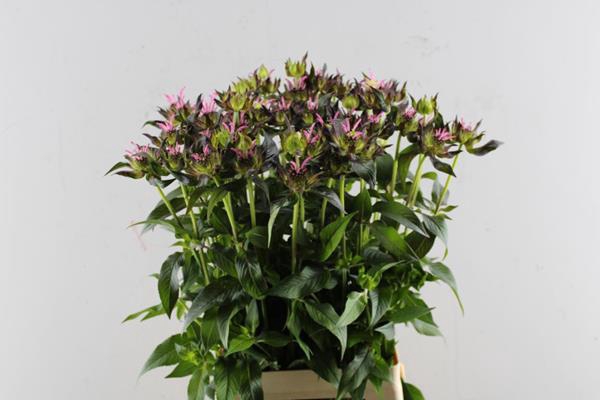 <h4>Monarda Liesbeth Rose L 70</h4>