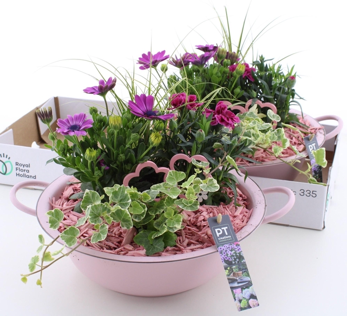 <h4>ARR TUINPLANTEN</h4>