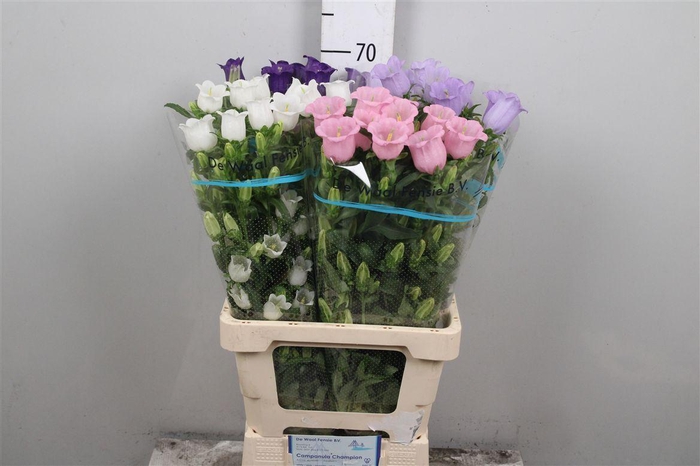 <h4>Camp Med Gemengd</h4>