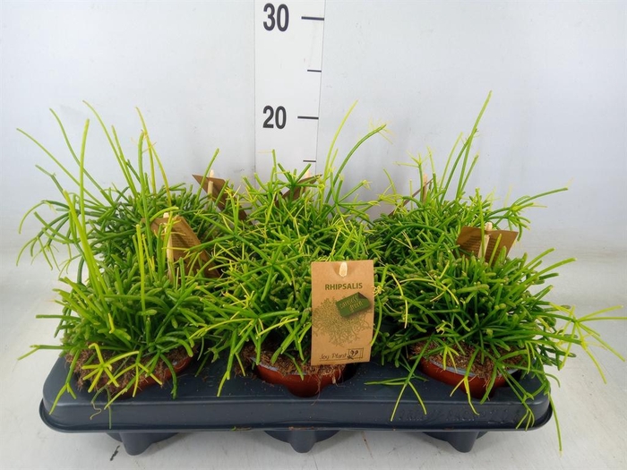 <h4>Rhipsalis baccifera 'Oasis'</h4>