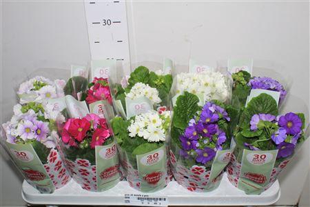 <h4>Prim Ob Sweetk A Gem</h4>