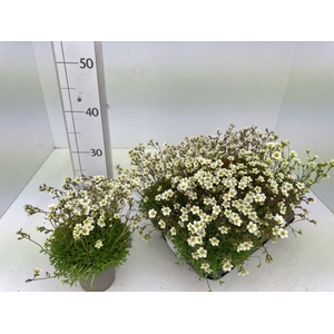 SAXIF AR ALP WHITE