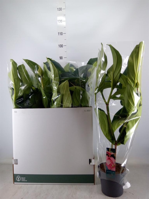 <h4>Medinilla magn.</h4>