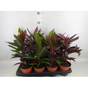 Cordyline   ...mix