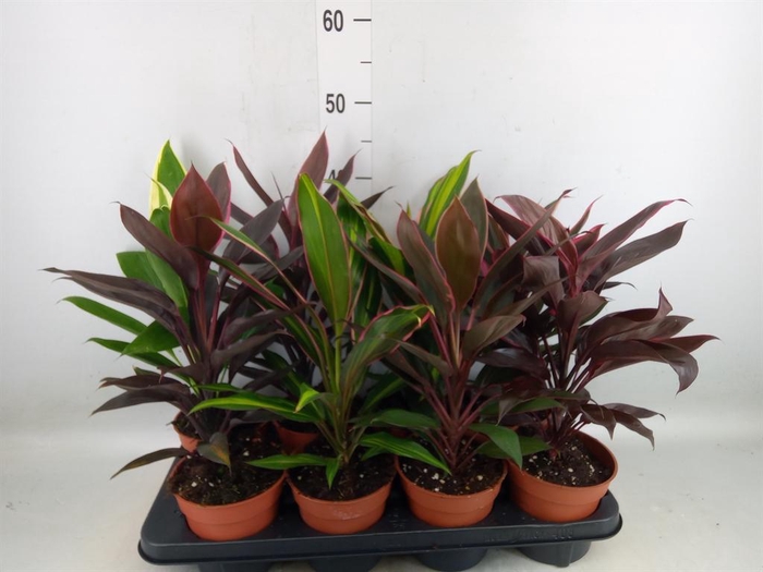 <h4>Cordyline   ...mix</h4>