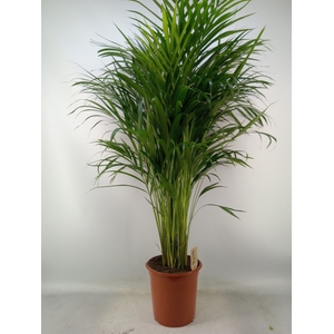 Dypsis lutescens   ...Chrysalidoca