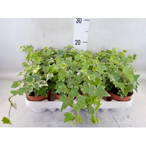 Hedera helix 'Pittsburgh'