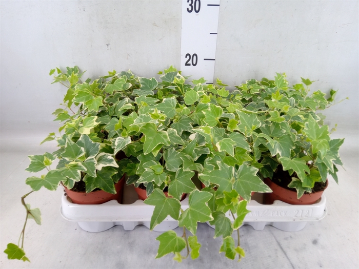 <h4>Hedera helix 'Pittsburgh'</h4>