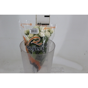 ROSA SPRAY WHITE ROSEVER 040 CM
