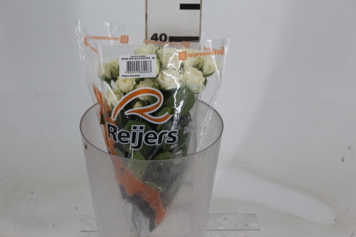 <h4>ROSA SPRAY WHITE ROSEVER 040 CM</h4>