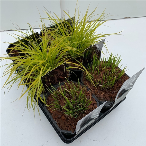 <h4>Pennisetum mix in tray</h4>