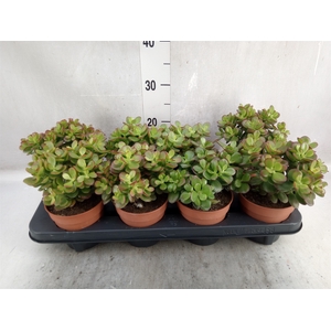 Crassula ovata 'Minor'