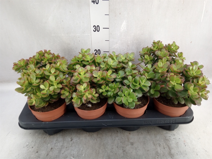 <h4>Crassula ovata 'Minor'</h4>