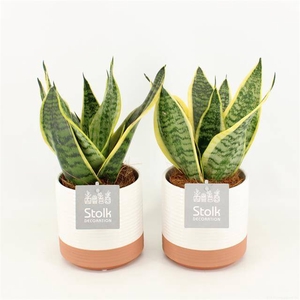 ARR SANSEVIERIA SUPERBA IN MILOI