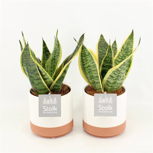 <h4>ARR SANSEVIERIA SUPERBA IN  MILOU</h4>