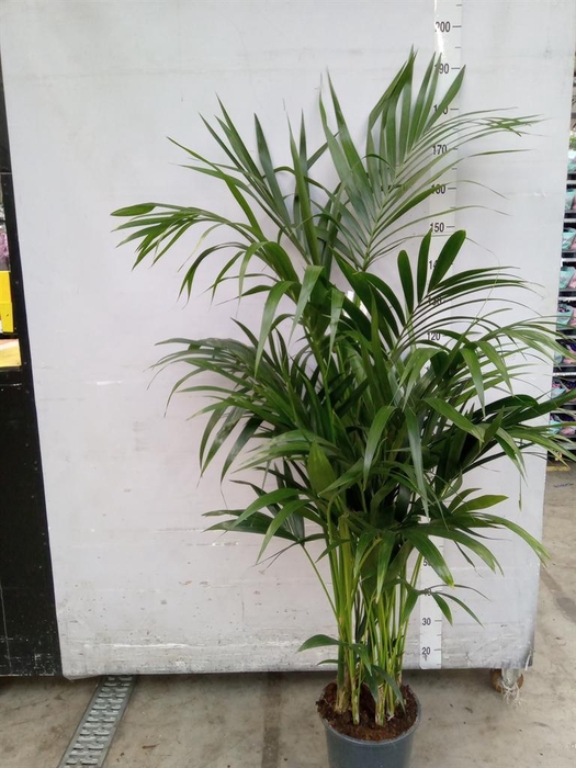 <h4>Howea forsteriana</h4>