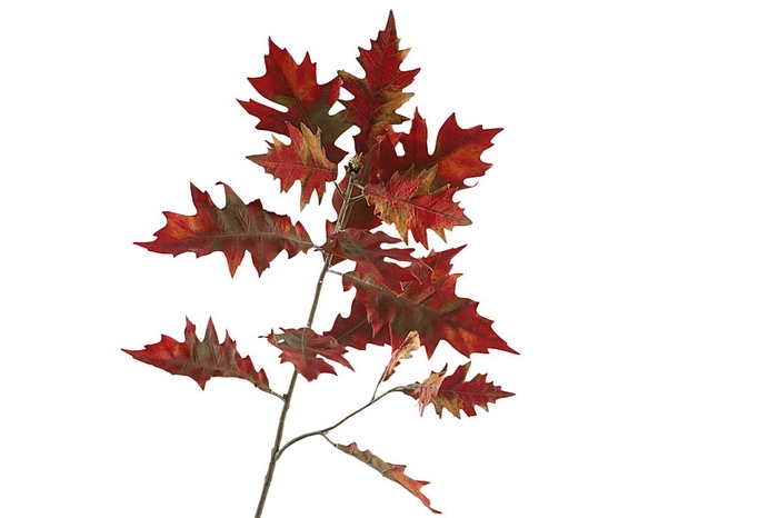 <h4>Oak Leaf Spray Red Green</h4>