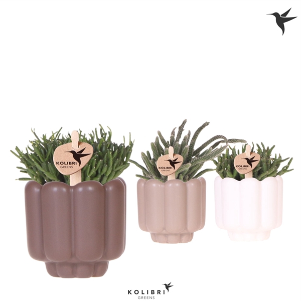 <h4>Kolibri Greens Rhipsalis mix in Retro pot sand mix</h4>