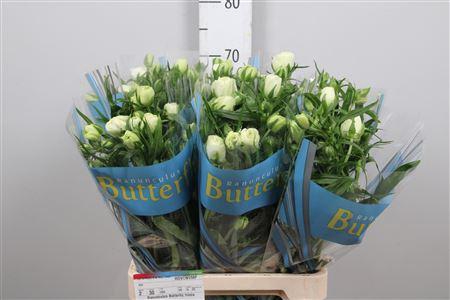 <h4>Ran Butterfly Ninos</h4>