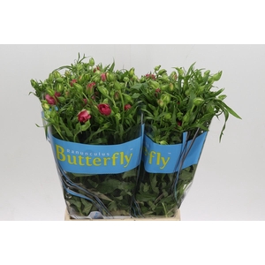 Ranunculus Butterfly Lycia