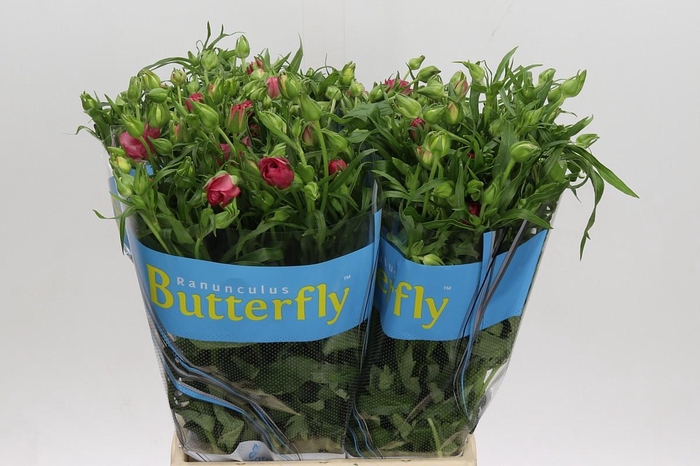 <h4>Ranunculus Butterfly Lycia</h4>