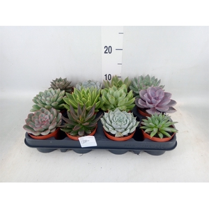 Echeveria   ...mix