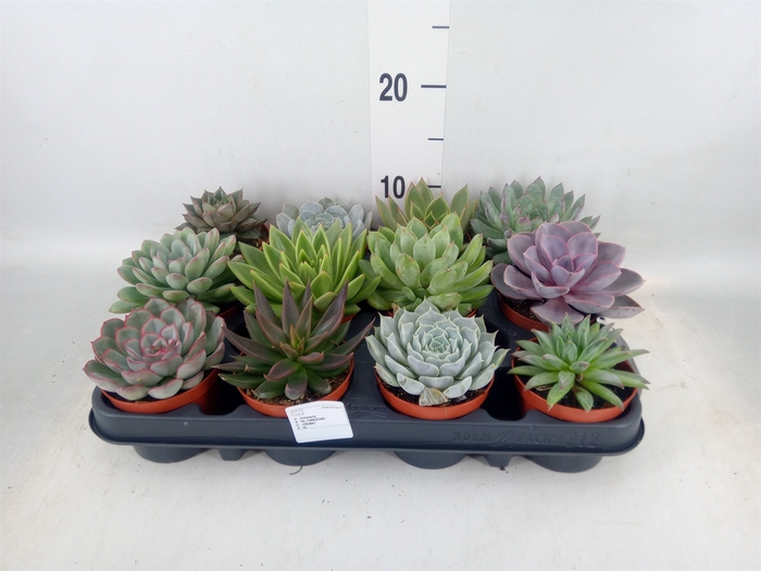 <h4>Echeveria   ...mix</h4>