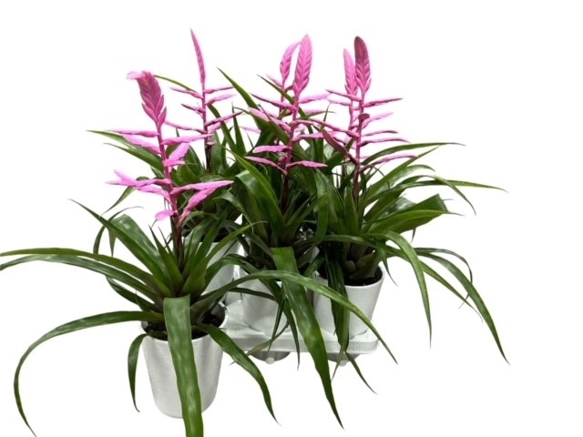 <h4>ARR BROMELIA</h4>