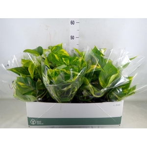 Epipremnum pinn. 'Aureum'