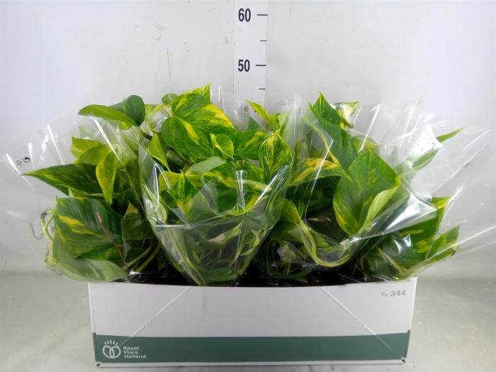 <h4>Epipremnum pinn. 'Aureum'</h4>